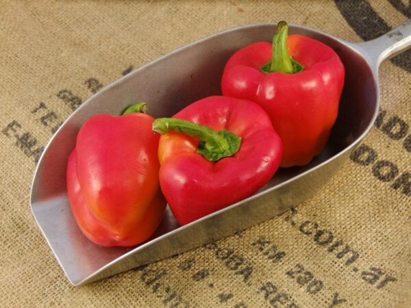 Red Pepper
