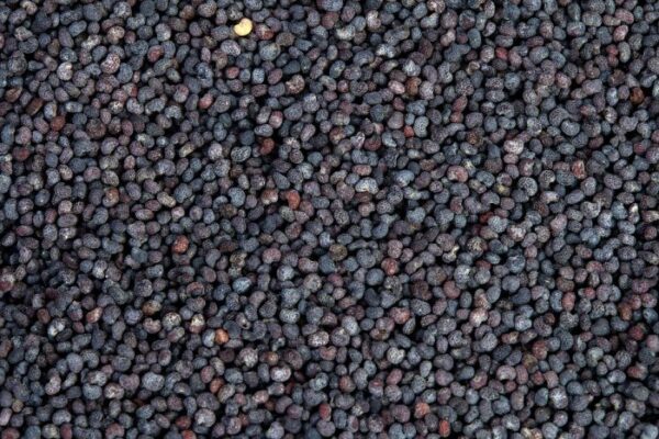 BLUE POPPY SEEDS - Image 2