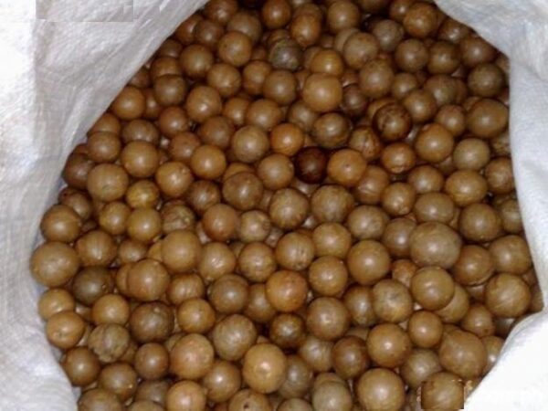 Macadamia Nuts